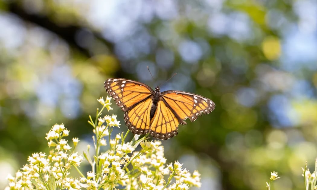 Oriole Garden Maintenance 1